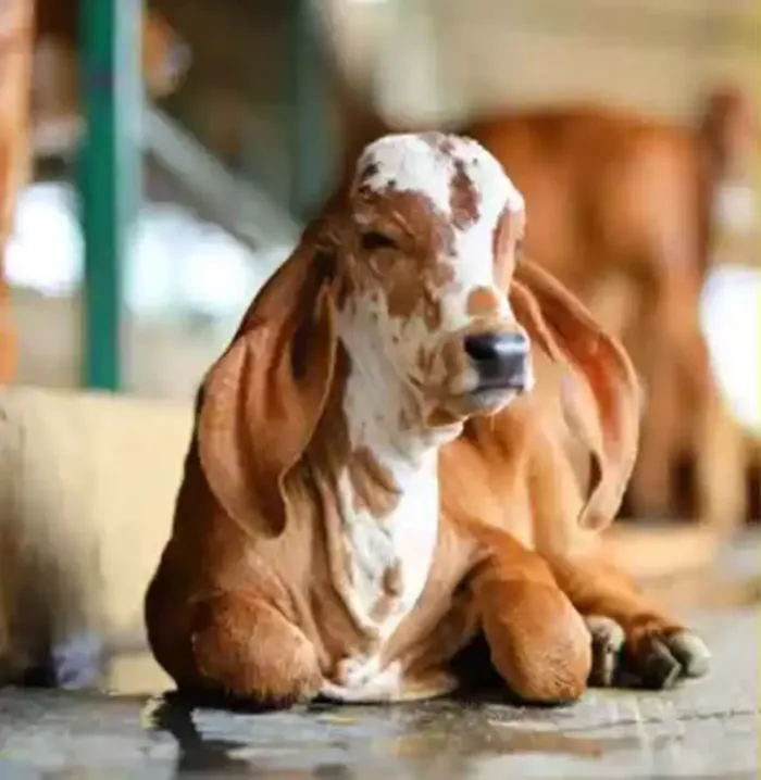 A young Gir calf with long ears resting on the floor of the cattle shed, with the herd behind it.